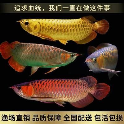 長1米5寬50高50的可以養50cm的金龍魚嗎（金龍魚的魚缸長度不應小于1.5米）