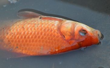 紅眼白子銀龍魚掉價了（2024年8月紅眼白子銀龍魚價格多少錢一條）