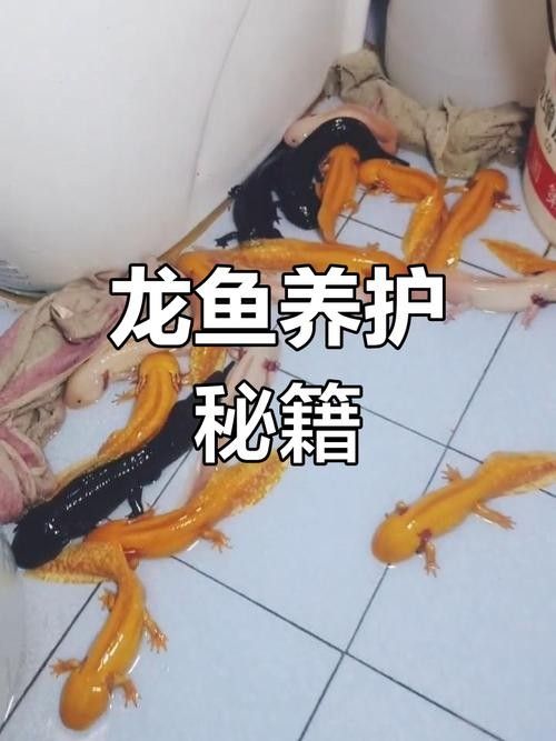 龍魚老是趴缸怎么辦啊圖片