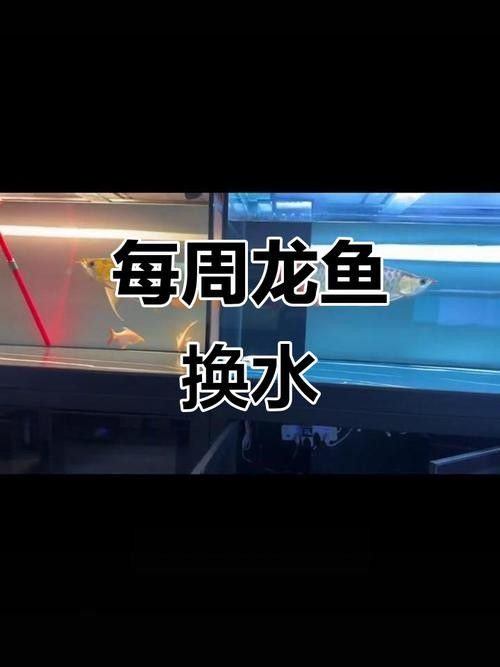龍魚老是趴缸怎么辦啊圖片