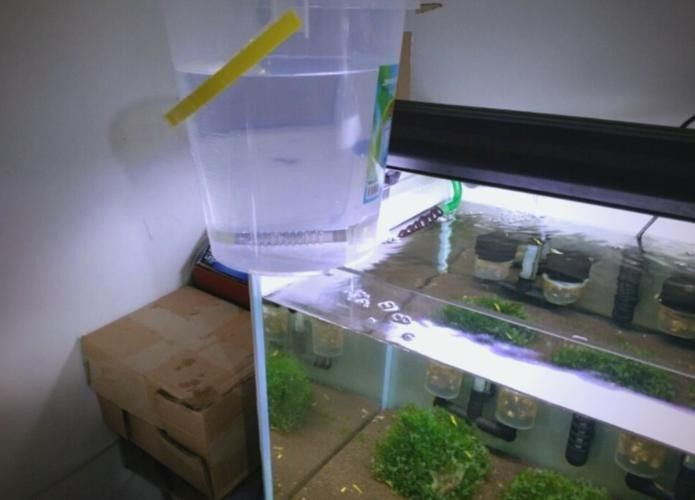 龍魚老是趴缸怎么辦啊圖片