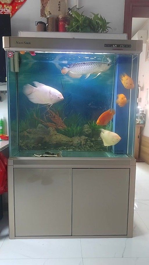 高背金龍魚圖片