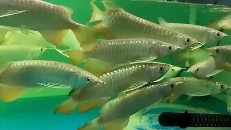 高背金龍魚圖片