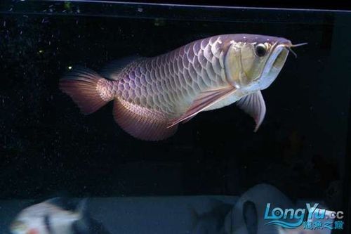 高背金龍魚圖片