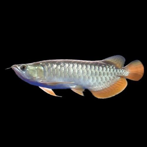 高背金龍魚圖片