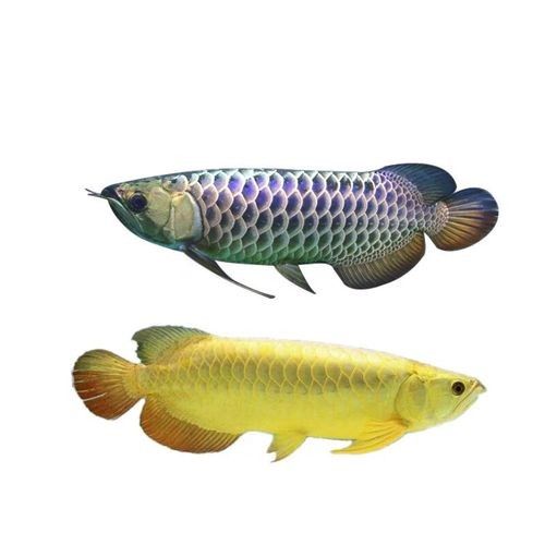 高背金龍魚圖片