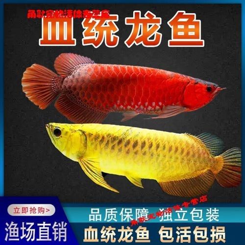 高背金龍魚圖片