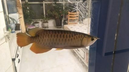 二手金龍魚活體交易:二手金龍魚活體交易市場火爆 龍魚百科 第2張 二手金龍魚活體交易:二手金龍魚活體交易市場火爆 二手金龍魚活體交易:二手金龍魚活體交易市場火爆 龍魚百科 第2張
