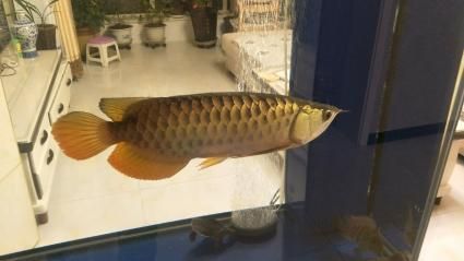 二手金龍魚活體交易：二手金龍魚活體交易市場火爆 二手金龍魚活體交易：二手金龍魚活體交易市場火爆 龍魚百科 第3張