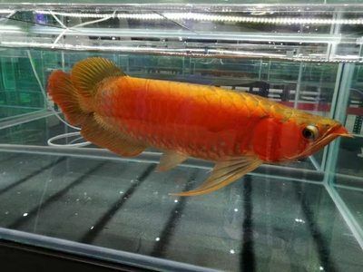黃金龍魚怎么養（怎樣養好一條金龍魚） 黃金龍魚怎么養（怎樣養好一條金龍魚） 龍魚百科 第3張