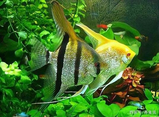 雷龍魚可以和金魚混養嗎