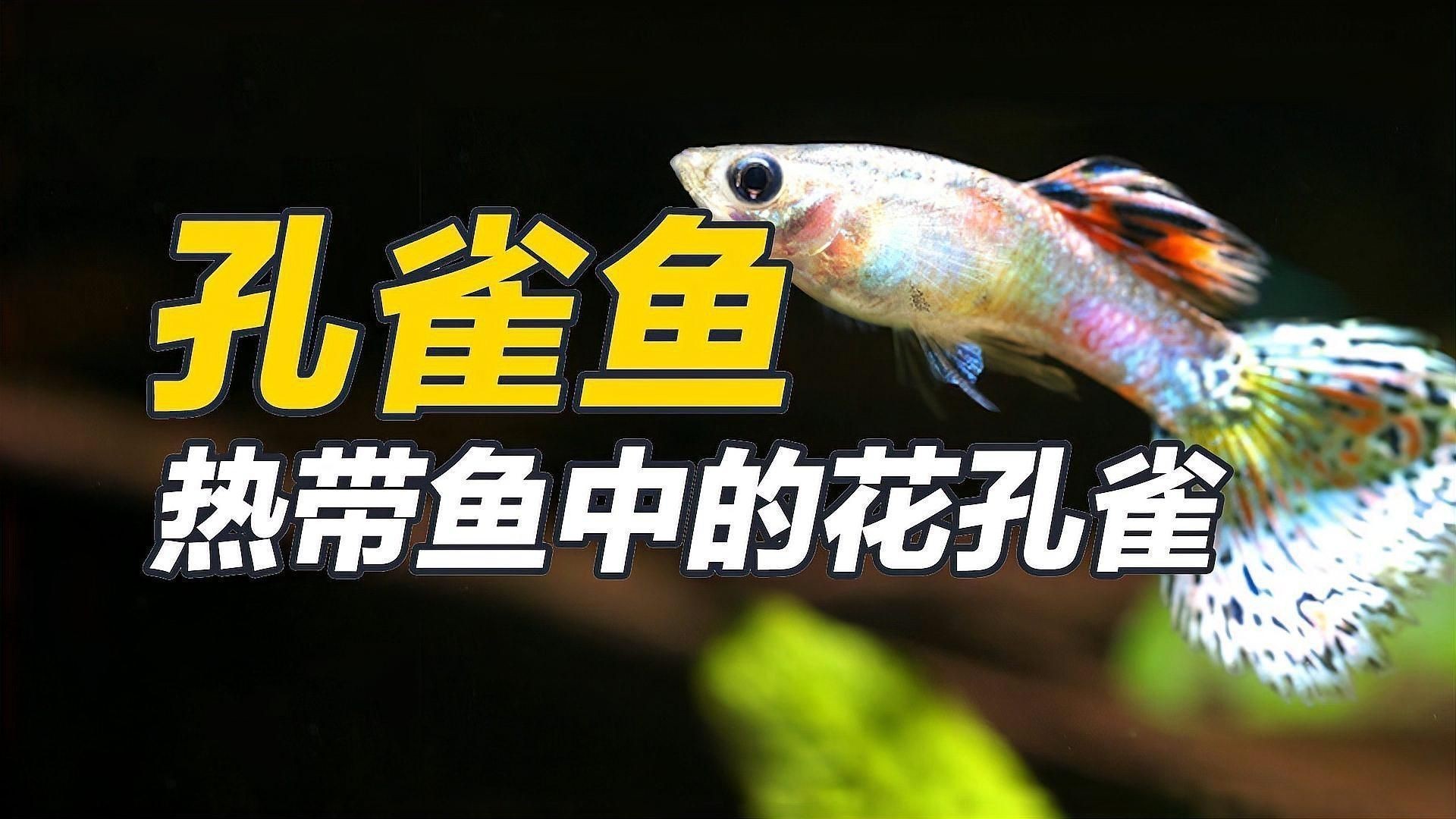 孔雀魚(yú)的介紹 孔雀魚(yú)的介紹 龍魚(yú)百科 第1張