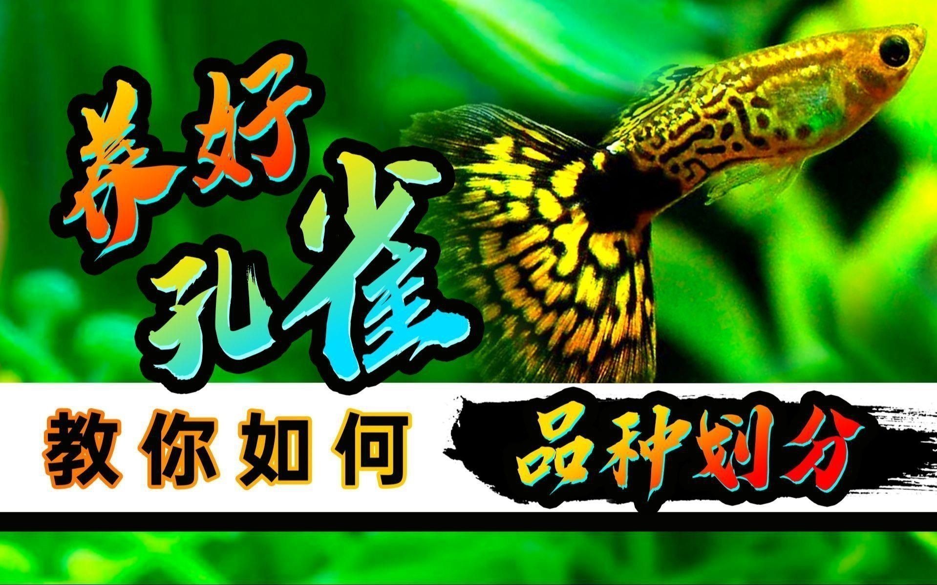孔雀魚(yú)的介紹 孔雀魚(yú)的介紹 龍魚(yú)百科 第2張