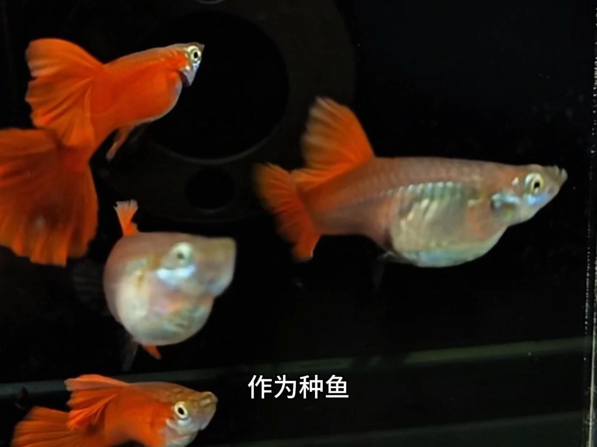 孔雀魚(yú)的介紹 孔雀魚(yú)的介紹 龍魚(yú)百科 第3張