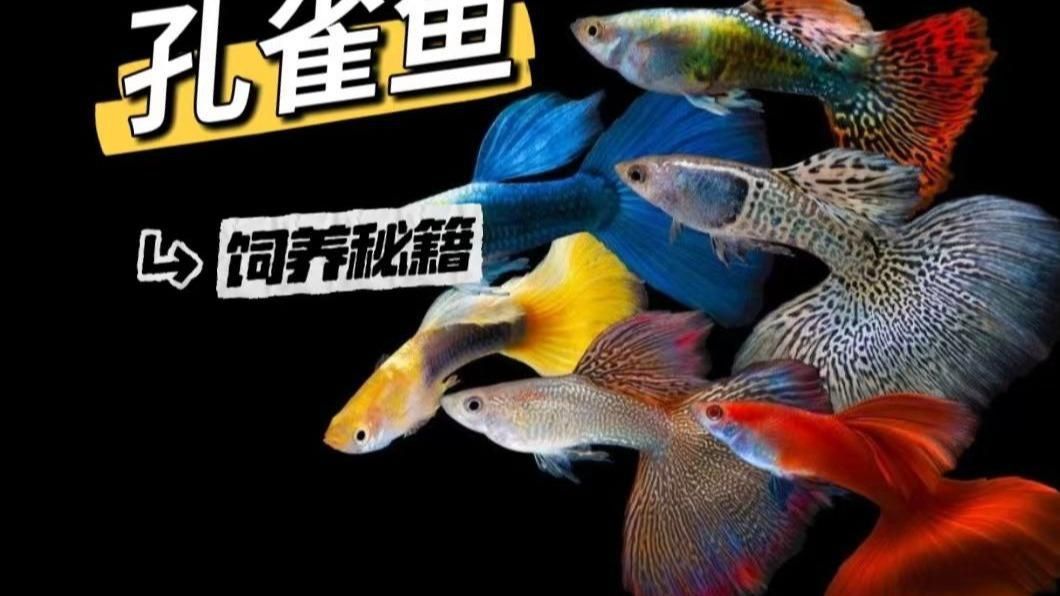 孔雀魚(yú)的介紹 孔雀魚(yú)的介紹 龍魚(yú)百科 第5張