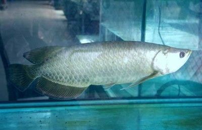 家養(yǎng)銀龍魚一般長多大（銀龍魚生長速度多快，多久可以長大）