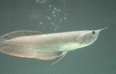 家養(yǎng)銀龍魚一般長多大（銀龍魚生長速度多快，多久可以長大）