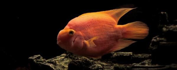 家養(yǎng)銀龍魚一般長多大（銀龍魚生長速度多快，多久可以長大）