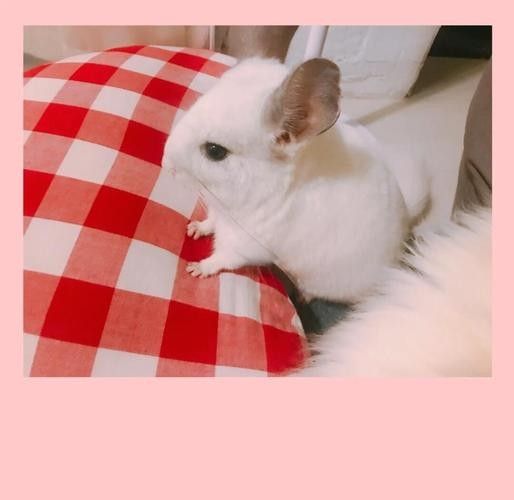 龍貓放風時需要準備哪些東西？