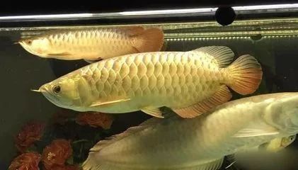 龍魚的食量怎么計算出來：如何計算龍魚的食量