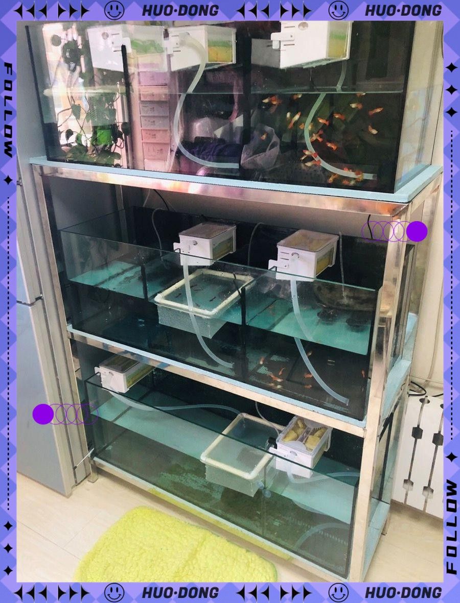 如何設置和維護金龍魚的過濾系統？