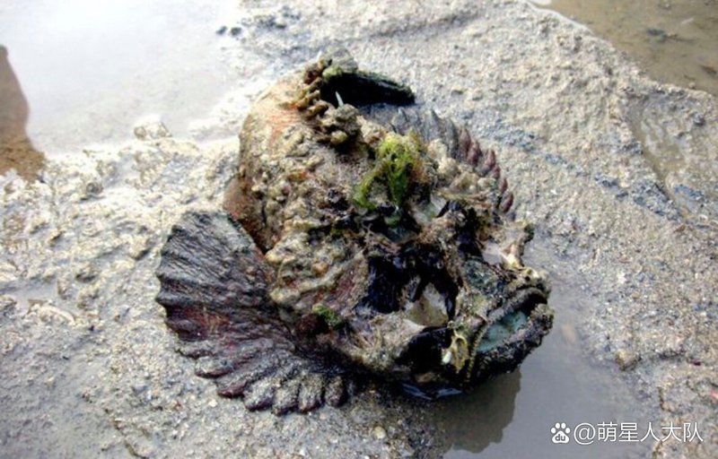 老虎魚一斤20元貴嗎