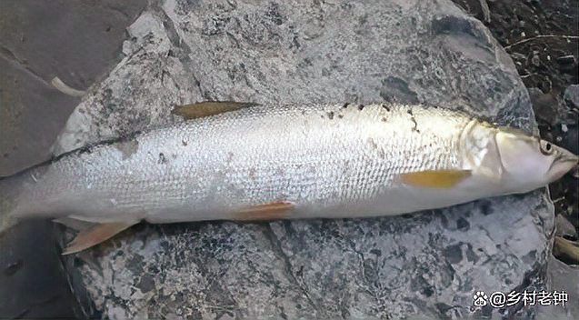 老虎魚一斤20元貴嗎