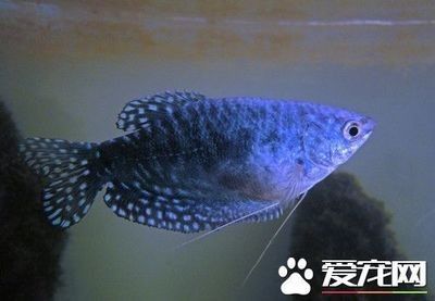 龍魚的最佳水溫是多少:龍魚適宜生長的水溫范圍在24-32攝氏度之間 龍魚百科 第4張 龍魚的最佳水溫是多少:龍魚適宜生長的水溫范圍在24-32攝氏度之間 龍魚的最佳水溫是多少:龍魚適宜生長的水溫范圍在24-32攝氏度之間 龍魚百科 第4張