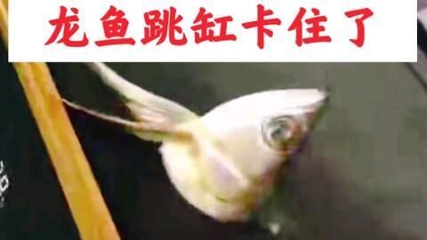 龍魚被食物卡住時，飼養者可以嘗試以下幾種方法幫助龍魚解決問題：龍魚被食物卡住怎么辦