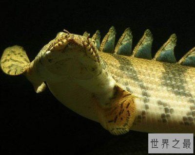 恐龍魚兇猛嗎（六角恐龍魚的飼養技巧六角恐龍魚的飼養技巧）