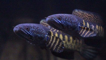雷龍魚捕食撞缸花紋變色,雷龍魚體色變化的科學原理 龍魚百科 第1張 雷龍魚捕食撞缸花紋變色,雷龍魚體色變化的科學原理 雷龍魚捕食撞缸花紋變色,雷龍魚體色變化的科學原理 龍魚百科 第1張