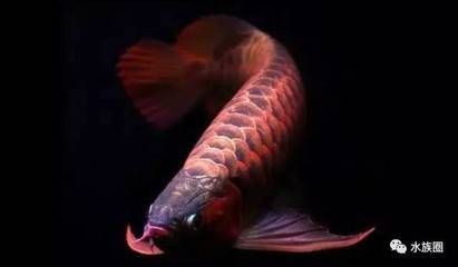 紅龍魚的溫度最高（紅龍魚最佳飼養(yǎng)溫度是多少） 紅龍魚的溫度最高（紅龍魚最佳飼養(yǎng)溫度是多少） 龍魚百科 第6張