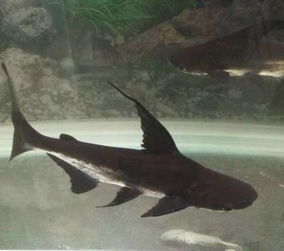 金龍魚和汗鯊混養(yǎng)：金龍魚和汗鯊可以混養(yǎng)嗎 金龍魚和汗鯊混養(yǎng)：金龍魚和汗鯊可以混養(yǎng)嗎 龍魚百科 第1張