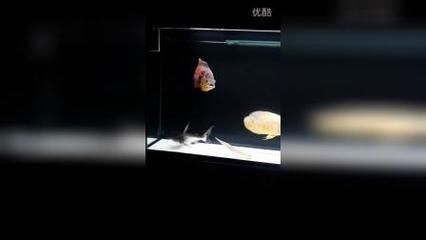 金龍魚和汗鯊混養(yǎng)：金龍魚和汗鯊可以混養(yǎng)嗎 金龍魚和汗鯊混養(yǎng)：金龍魚和汗鯊可以混養(yǎng)嗎 龍魚百科 第3張