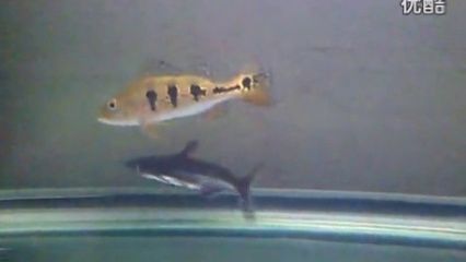 金龍魚和汗鯊混養(yǎng)：金龍魚和汗鯊可以混養(yǎng)嗎 金龍魚和汗鯊混養(yǎng)：金龍魚和汗鯊可以混養(yǎng)嗎 龍魚百科 第2張
