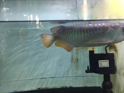 龍魚飼料排行榜第一名是誰發明的：2024年龍魚飼料品牌排行榜第一名的品牌是哪個品牌 龍魚飼料排行榜第一名是誰發明的：2024年龍魚飼料品牌排行榜第一名的品牌是哪個品牌 龍魚百科 第1張