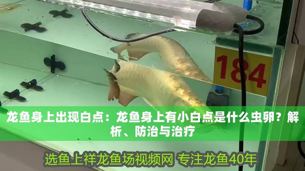 龍魚身上出現(xiàn)白點(diǎn)：龍魚身上有小白點(diǎn)是什么蟲卵？解析、防治與治療