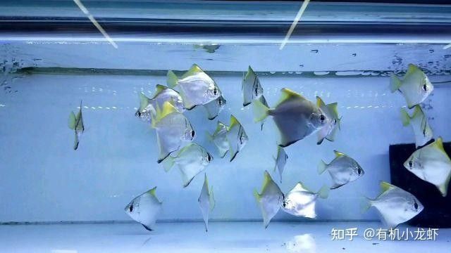 龍魚和黃鰭鯧混養能活嗎