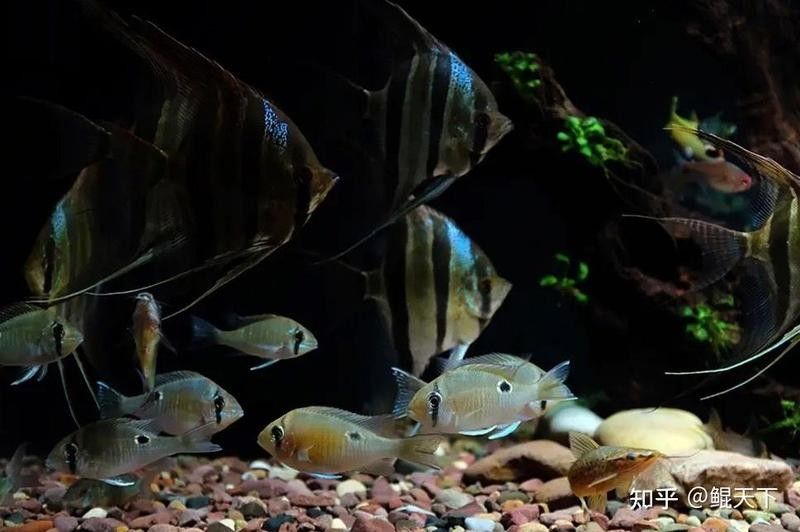 龍魚和黃鰭鯧混養能活嗎