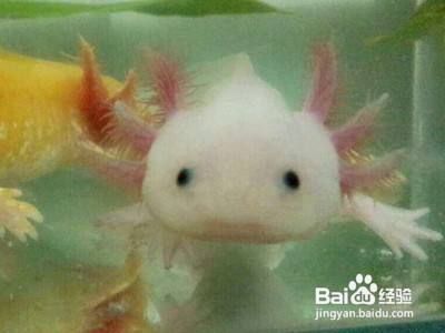 龍魚雌雄怎么分（如何區分龍魚的雌雄）