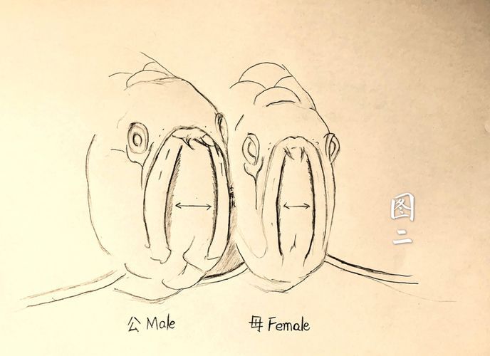 龍魚雌雄怎么分（如何區分龍魚的雌雄）