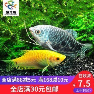 觀賞魚龍魚價(jià)格走勢（觀賞魚龍魚價(jià)格行情_龍魚價(jià)格走勢）