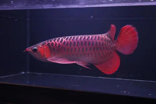 科普|揭秘紅龍魚價格昂貴背后的故事