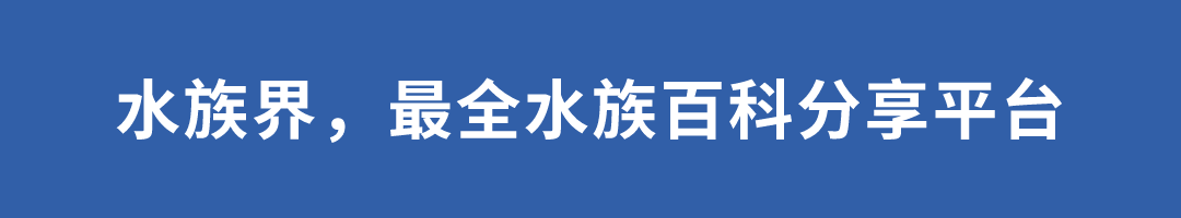 科普|揭秘紅龍魚價格昂貴背后的故事
