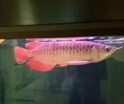 科普|揭秘紅龍魚價格昂貴背后的故事
