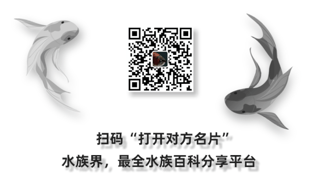 科普|揭秘紅龍魚價格昂貴背后的故事
