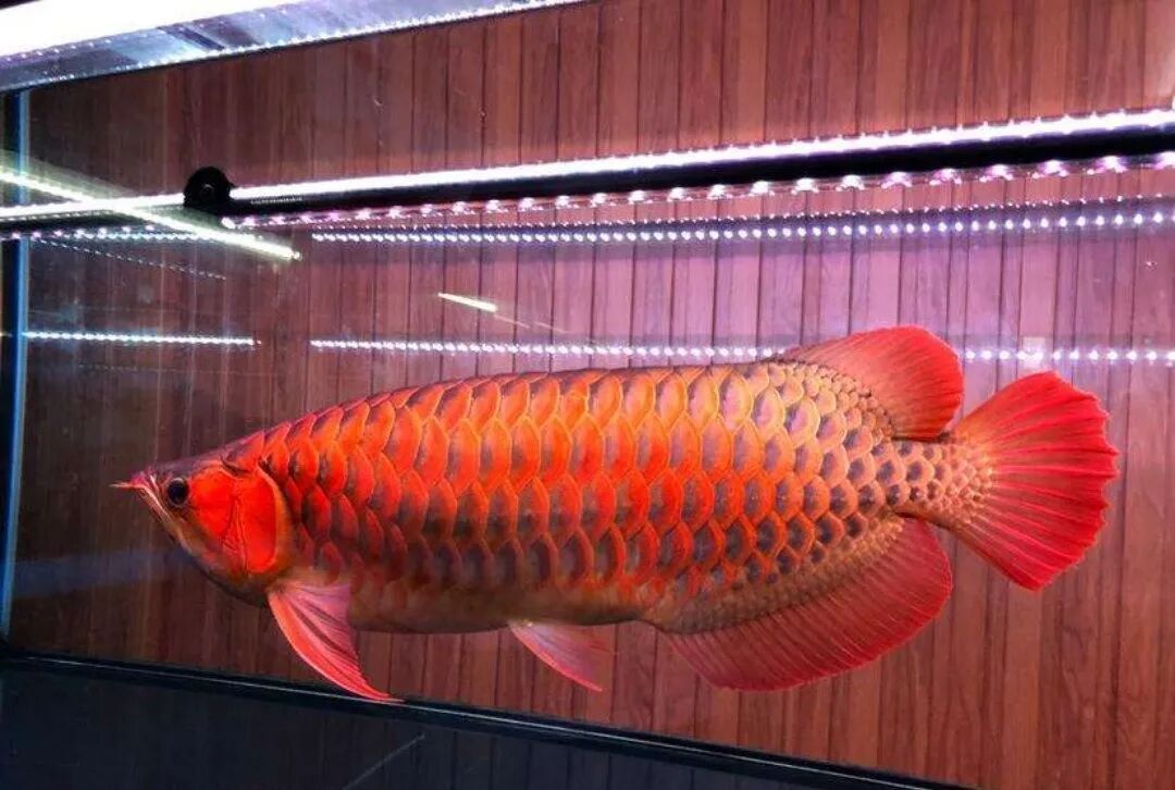 科普|揭秘紅龍魚價格昂貴背后的故事