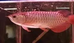 科普|揭秘紅龍魚價格昂貴背后的故事