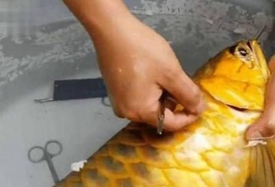 金龍魚魚鰭折了：金龍魚的魚鰭折了可能是由于多種原因引起的，如何處理 金龍魚魚鰭折了：金龍魚的魚鰭折了可能是由于多種原因引起的，如何處理 龍魚百科 第3張