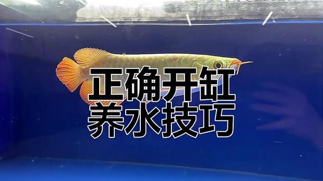 新缸需要多長(zhǎng)時(shí)間才能穩(wěn)定水質(zhì)？